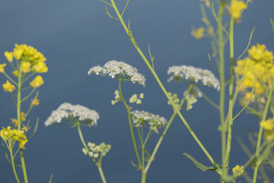 Close-up of yellow flowering plant on field