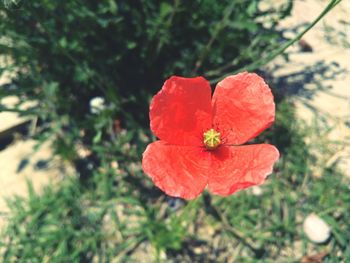 Close-up of red flower blooming outdoors