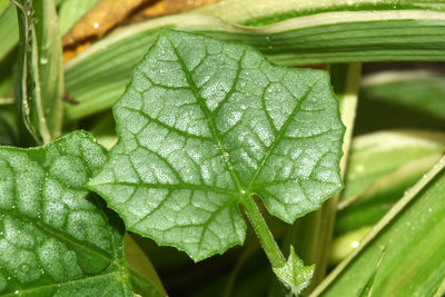 Green leaf surface with beautiful patterns