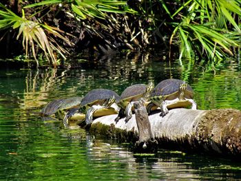 Flock of ducks in river