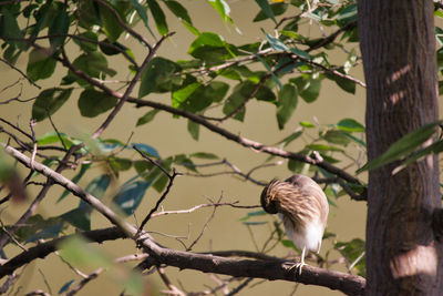 Low angle view of bird perching on branch