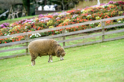 View of an sheep on field