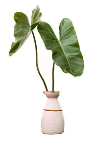 Close-up of flower vase against white background