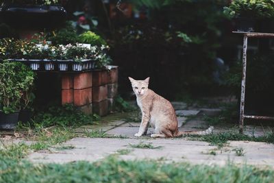 Cat by plants