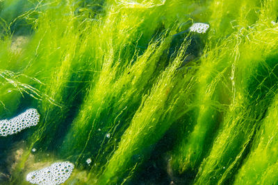 Full frame shot of fresh green water