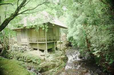 House amidst trees and plants in forest