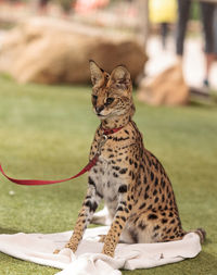 Close-up of leptailurus serval on field