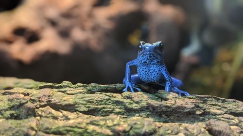 Close-up of dart frog on rock