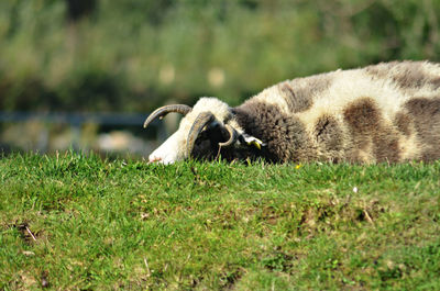 Close-up of rabbit on grassy field