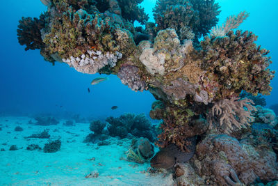 Low angle view of coral in sea