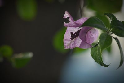 Close-up of flowers blooming outdoors