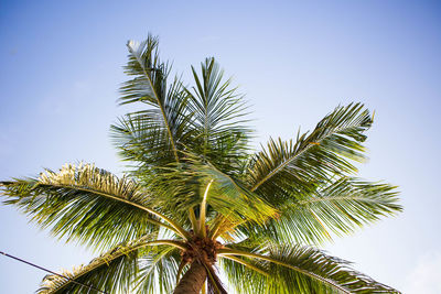 Low angle view of palm tree against clear sky