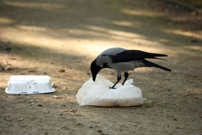 Bird on beach