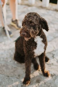 Low section of dog standing outdoors
