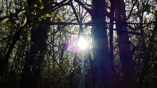 Sun shining through trees