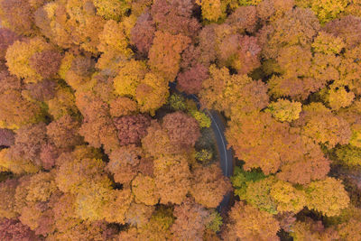 High angle view of autumn trees in forest