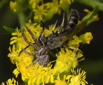 Close-up of butterfly pollinating on flower