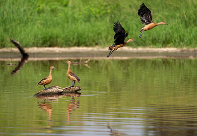 Birds flying over lake