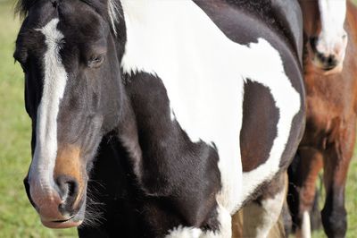 Close-up of a horse