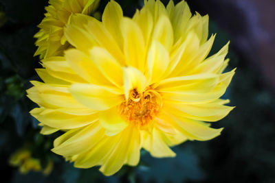 Close-up of yellow flower