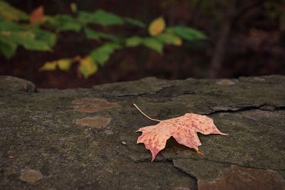 Close-up of maple leaf on dry leaves
