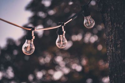 Low angle view of light bulbs hanging from tree