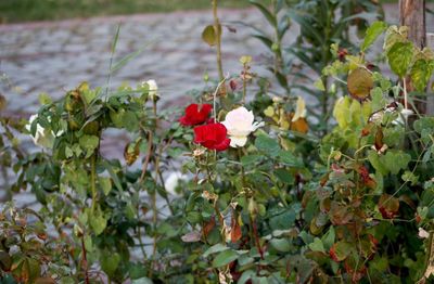 Close-up of red flowering plant