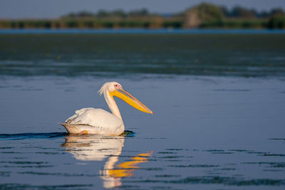 Bird swimming in lake