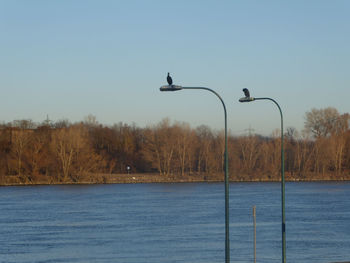 Bird flying over lake against clear sky