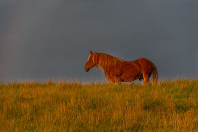 Horse after the storm in the michigan countryside - michigan - usa
