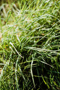 High angle view of bamboo plants on field