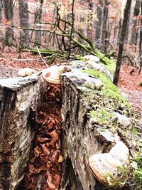 Close-up of mushrooms growing on tree trunk in forest