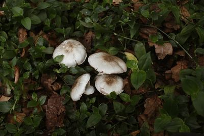 Close-up of mushrooms growing on field