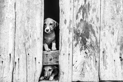 Portrait of dog sitting on wooden door