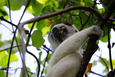 Low angle view of monkey on tree