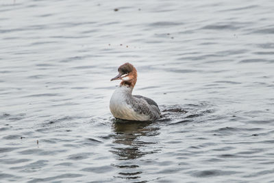 Bird swimming in lake. common merganser 