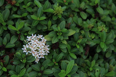 Beautiful white flower on fresh green leaf background.