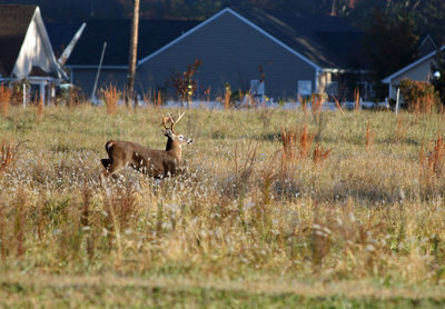 Deer in a field