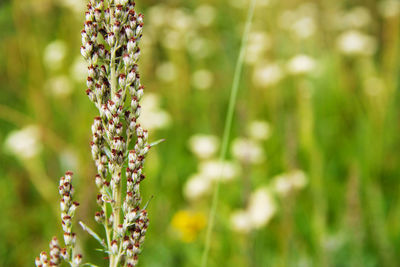 Close-up of purple flowering plant on field