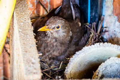 Close-up of eagle in nest