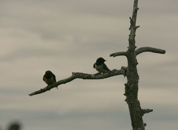 Bird perching on branch