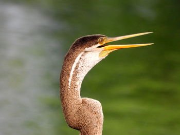 Oriental darter's close-up 