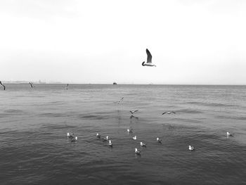 View of birds in sea