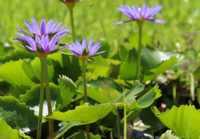 Close-up of purple flowering plants