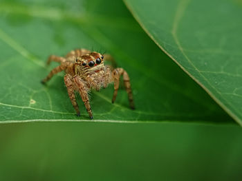 Close-up of spider on leaf