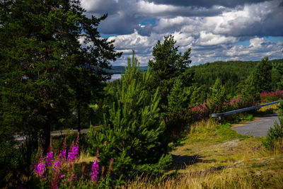 Trees and plants on landscape against sky