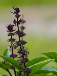 Close-up of purple flowering plant