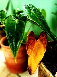 Close-up of fresh green plant