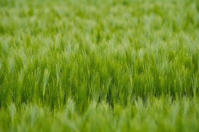 Full frame shot of fresh green field