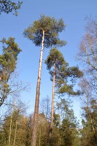 Low angle view of trees against sky